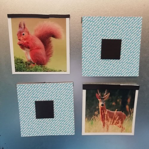 Vier Memory-Kärtchen hängen an einer Magnettafel. Zwei Karten liegen mit der Rückseite nach oben, auf einer Karte ist ein Eichhörnchen abgebildet und auf einer Karte ein Reh.