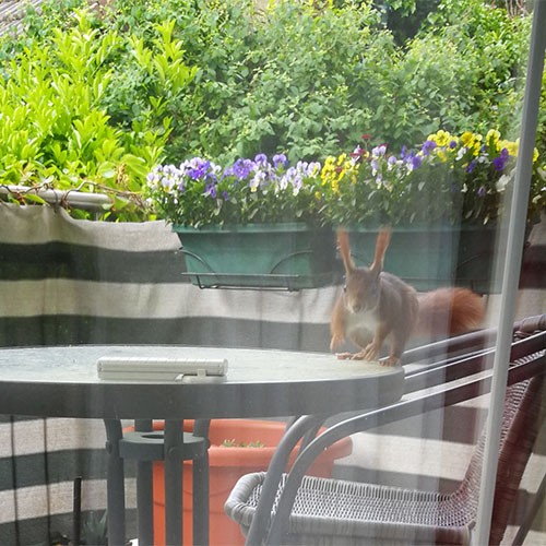 Eichhörnchen, das über einen Balkontisch rennt in Richtung des Betrachters.
