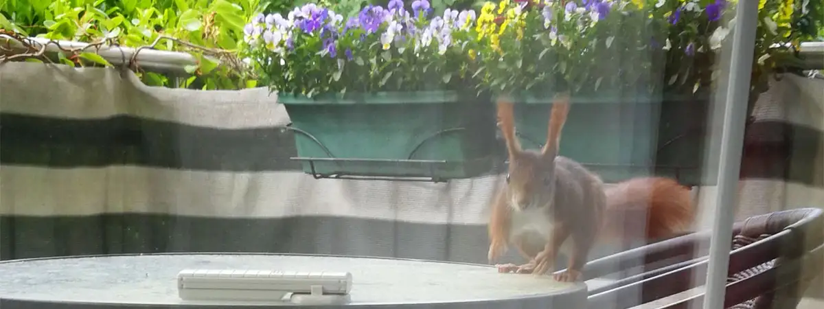 Eichhörnchen, das über einen Balkontisch rennt in Richtung des Betrachters.