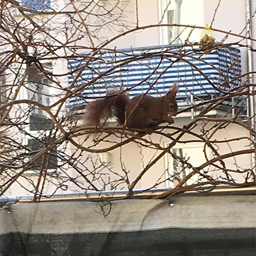 Eichhörnchen sitzt in den Ästen eines Baumes ohne Blätter.