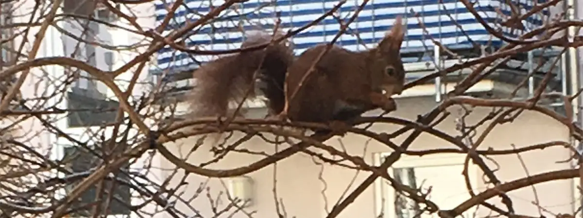 Eichhörnchen sitzt in den Ästen eines Baumes ohne Blätter.