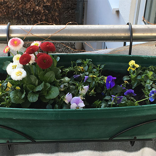 Bunte Balkonblumen in einem dunkel grünen länglichen Kübel, der am Geländer hängt.