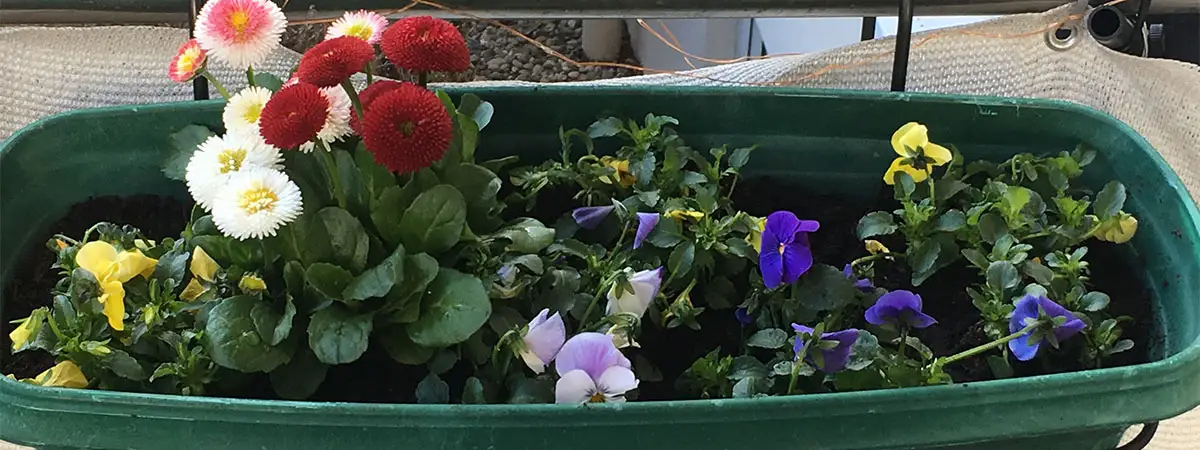 Bunte Balkonblumen in einem dunkel grünen länglichen Kübel, der am Geländer hängt.