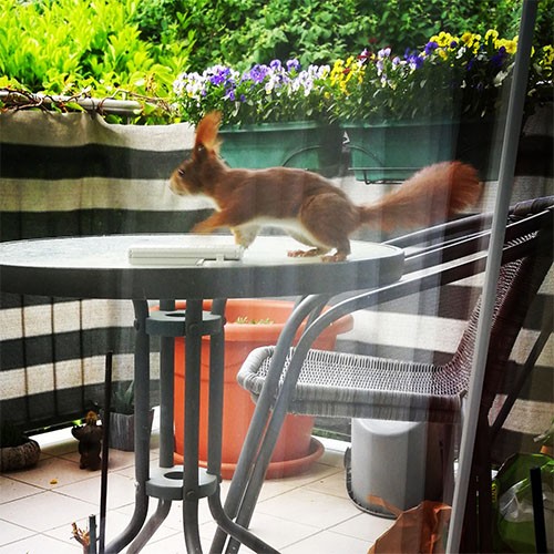 Eichhörnchen, das über einen Balkontisch nach links rennt.