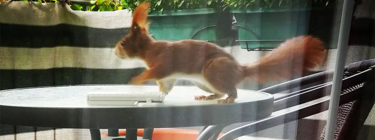 Eichhörnchen, das über einen Balkontisch nach links rennt.