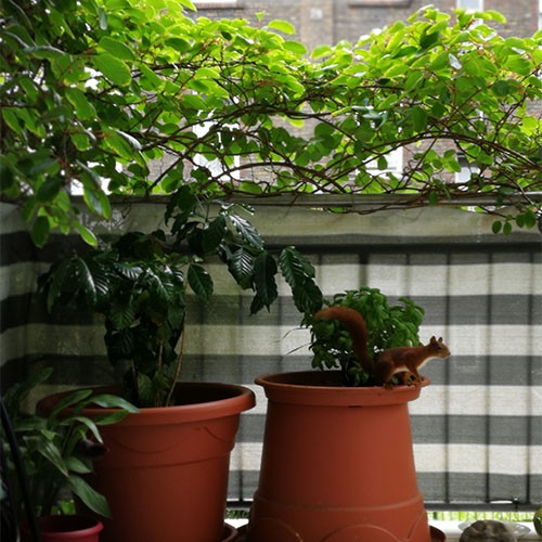 Rot-braunes Eichhörnchen sitzt auf einem Blumenkübel mit Basilikum, der auf einem Balkon steht. Im Hintergrund sind Büsche zu sehen.
