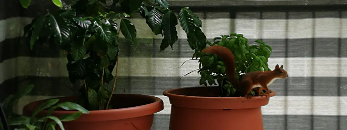 Rot-braunes Eichhörnchen sitzt auf einem Blumenkübel mit Basilikum, der auf einem Balkon steht. Im Hintergrund sind Büsche zu sehen.