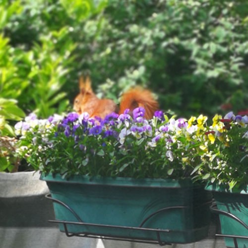 Lilafarbene Balkonblumen in einem Kübel, dahinter ein rot-braunes Eichhörnchen