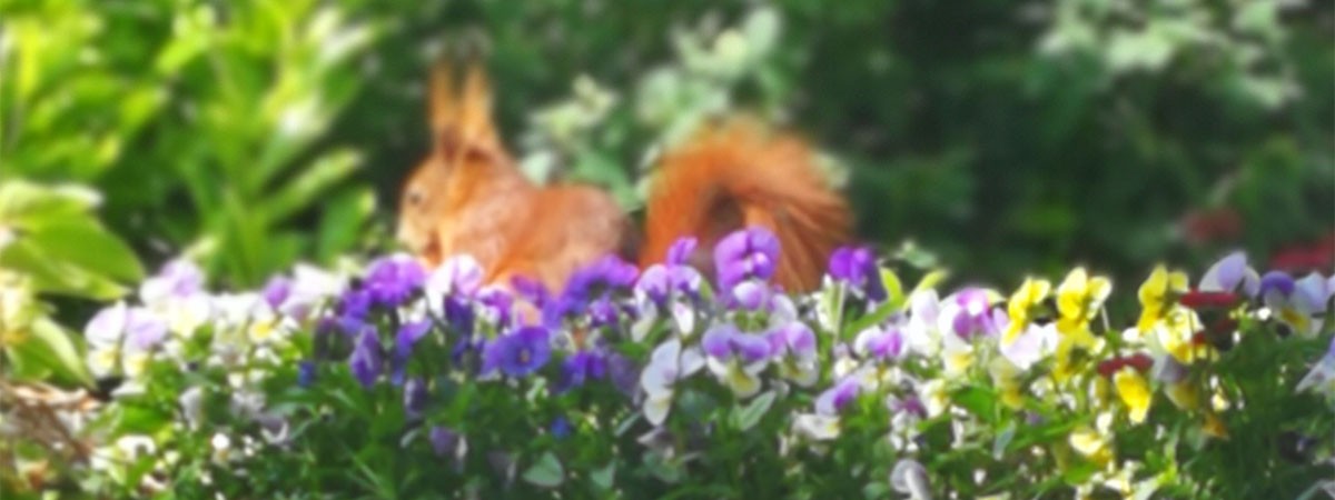 Lilafarbene Balkonblumen in einem Kübel, dahinter ein rot-braunes Eichhörnchen