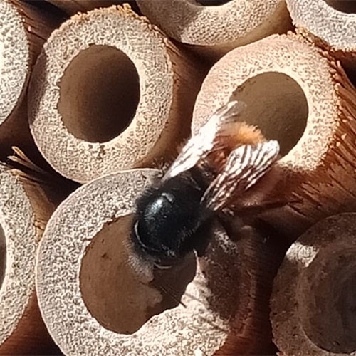 Eine Biene sitzt auf den Waben eines Insektenhotels.