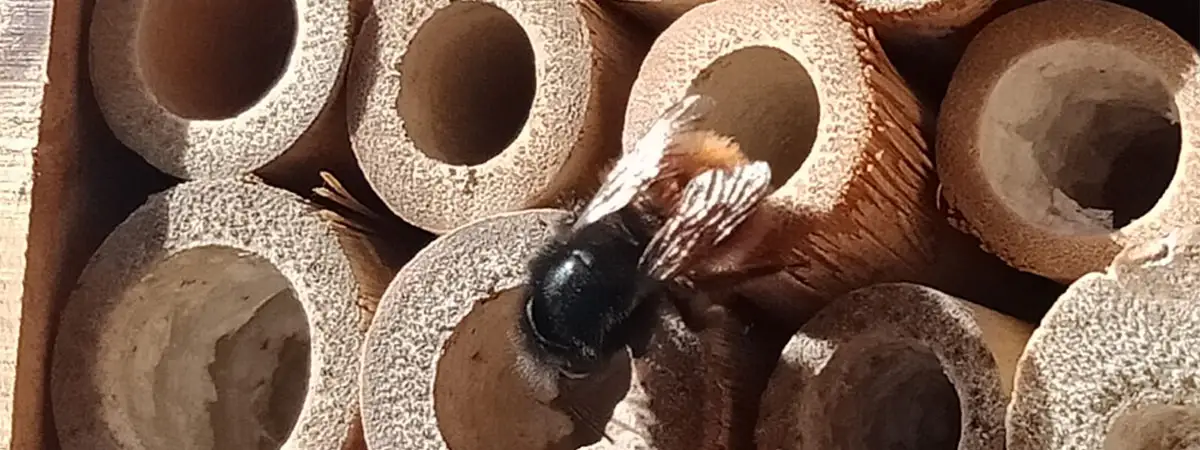 Eine Biene sitzt auf den Waben eines Insektenhotels.