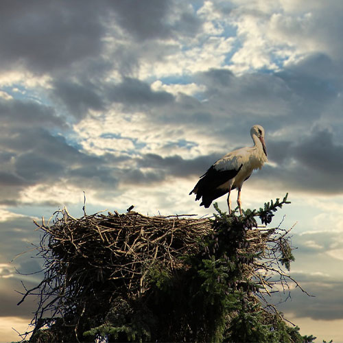 Ein Storch sitzt in seinem Nest. 