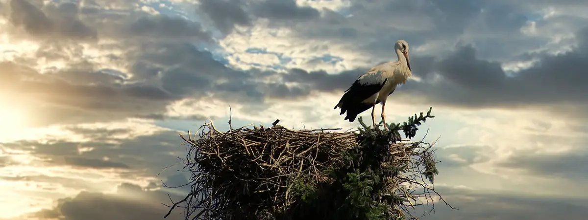 Ein Storch sitzt in seinem Nest. 