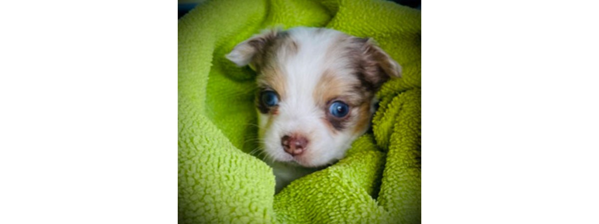 Ein Welpen-Foto des Haustieres von SMA-Patientin Kerstin. Der Hund hat blaue Augen und ist in eine grüne Decke gewickelt.
