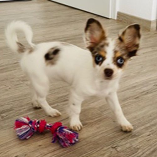 Ein kleiner Hund mit großen Ohren steht vor seinem Hundespielzeug.