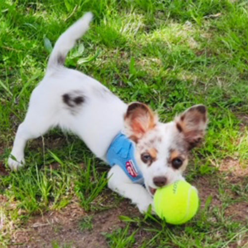 Der kleine Hund der SMA-Patientin spielt mit einem Tennisball auf einer Wiese.