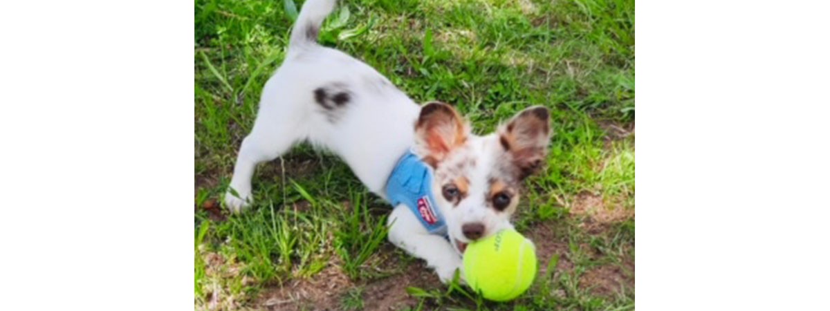 Der kleine Hund der SMA-Patientin spielt mit einem Tennisball auf einer Wiese.