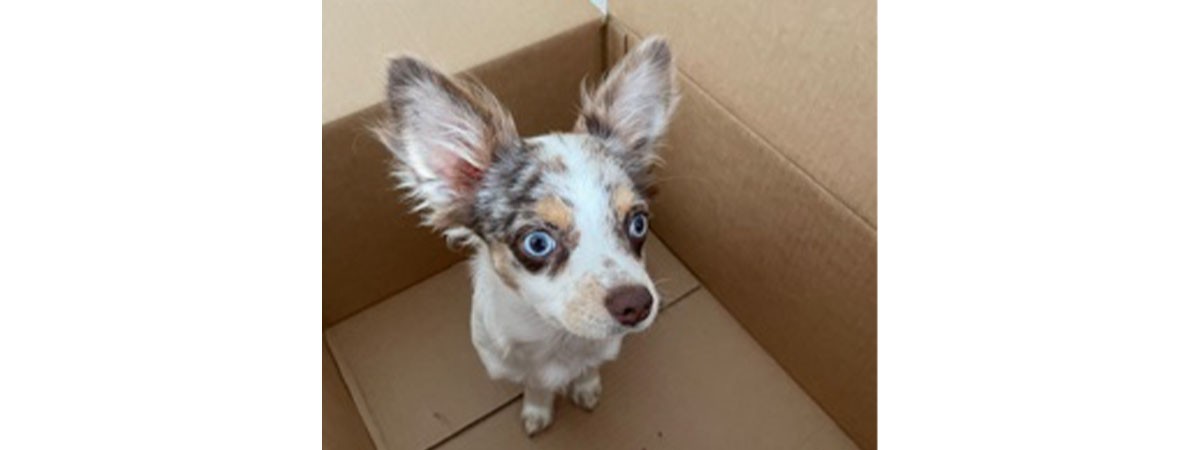 Der Hund des Redaktionsmitglieds sitzt in einem Karton.
