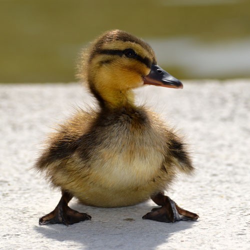 Eine flauschige Baby-Ente steht auf einem Steinboden