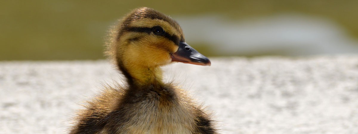 Eine flauschige Baby-Ente steht auf einem Steinboden