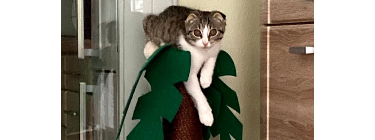 Die Katze der SMA-Patientin liegt auf einem Katzenbaum, der aussieht wie eine Palme.