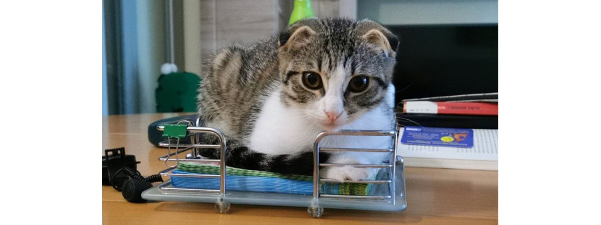 Die Katze der SMA-Patientin hat es sich in einem Serviettenhalter gemütlich gemacht.