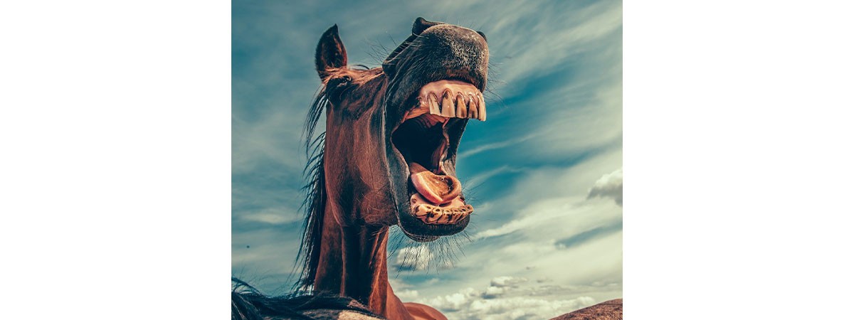 Lustiges Bild eines braunen Pferdes vor blauem Himmel. Das Pferd wiehert und sieht dabei aus, als würde es lachen.
