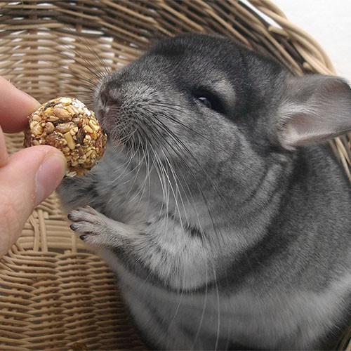 Ein Chinchilla mit grauem Fell sitzt in einem Körbchen. Das Haustier wird gerade von Hand gefüttert.