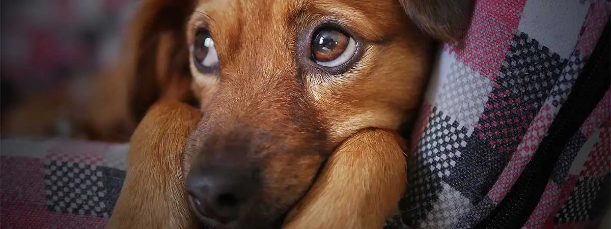 Ein süßer Welpe mit mitleiderregendem Blick.