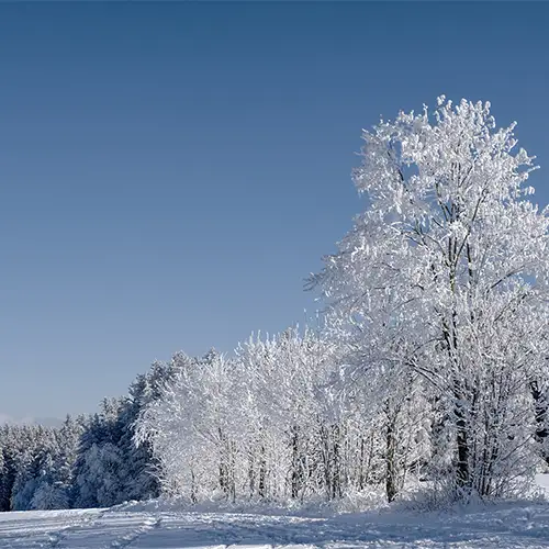 Foto von einer verschneiten Waldlandschaft bei blauem Himmel und Sonnenschein.