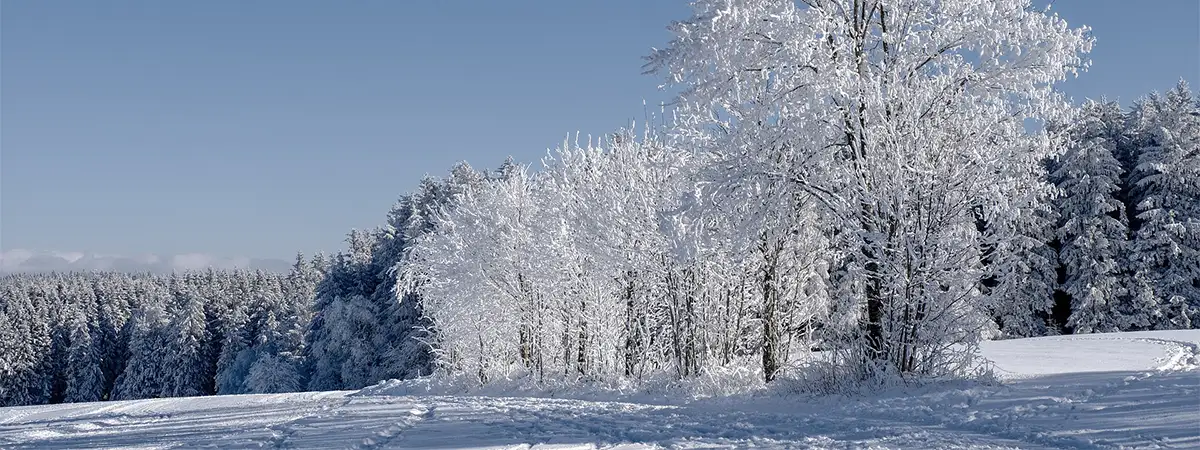 Foto von einer verschneiten Waldlandschaft bei blauem Himmel und Sonnenschein.