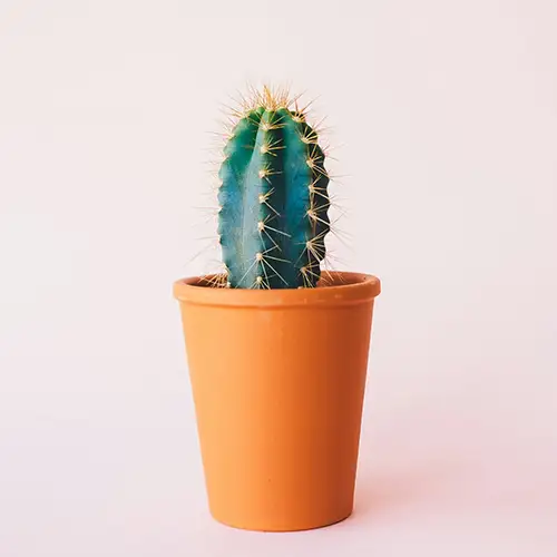 Ein kleiner Kaktus vor einem rosa Hintergrund.