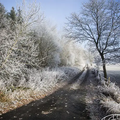 Feldweg mit raureifüberzogenen Büschen und Gras am Wegesrand