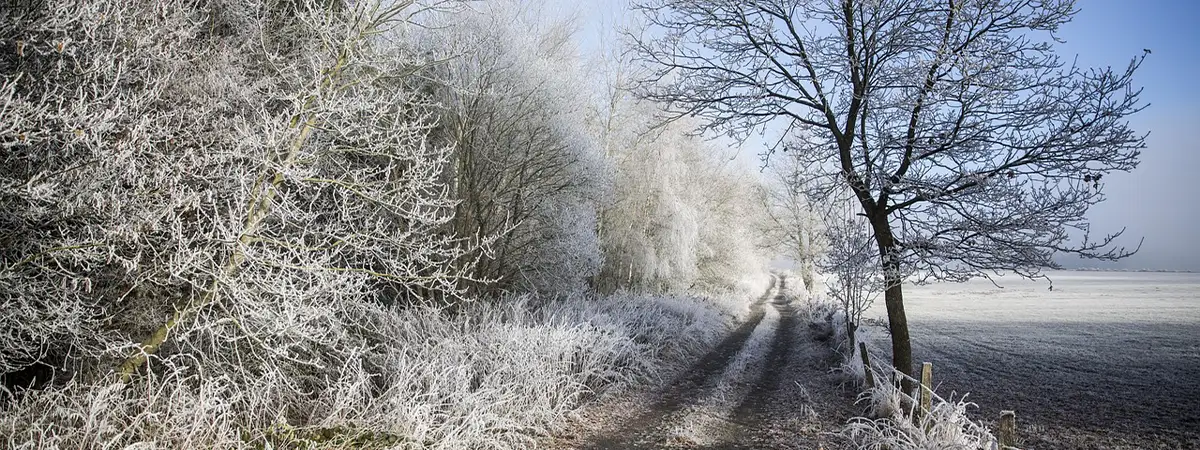 Feldweg mit raureifüberzogenen Büschen und Gras am Wegesrand