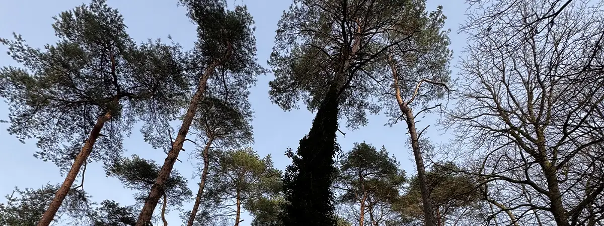 Blick auf hohe Bäume im Wald, mit Efeu bewachsenem Stamm im Vordergrund und hellem Himmel.
