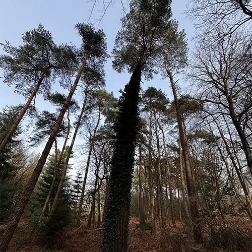 Blick auf hohe Bäume im Wald, mit Efeu bewachsenem Stamm im Vordergrund und hellem Himmel.