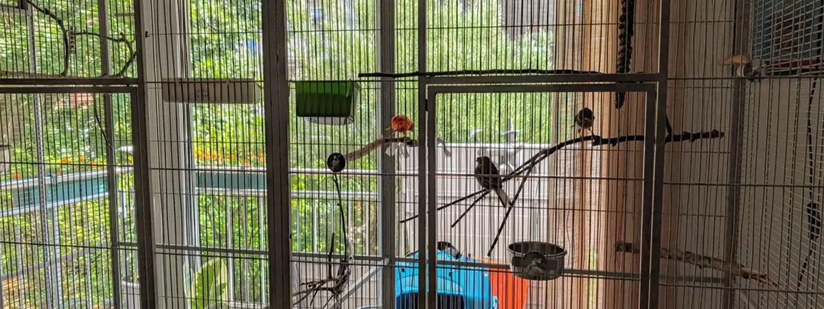 Mehrere Kanarienvögel sitzen in einer Voliere vor dem Balkon einer Wohnung.
