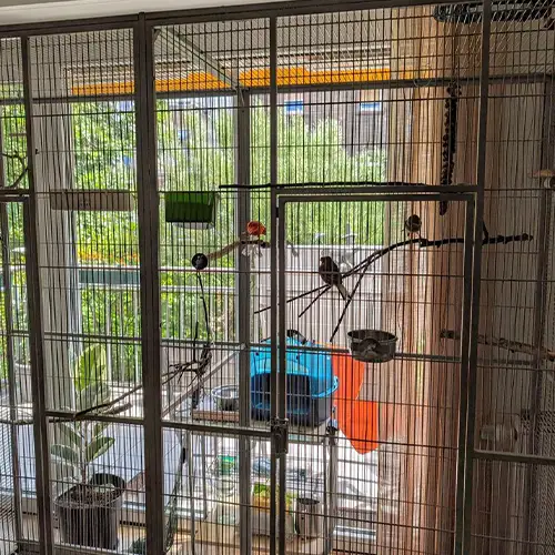 Mehrere Kanarienvögel sitzen in einer Voliere vor dem Balkon einer Wohnung.