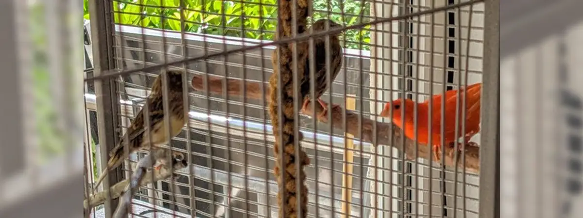 Drei Kanarienvögel sitzen in einem Käfig in einer Wohnung.