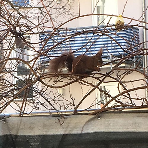 Eichhörnchen sitzt in den Ästen eines Baumes ohne Blätter.