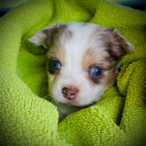 Ein Welpen-Foto des Haustieres von SMA-Patientin Kerstin. Der Hund hat blaue Augen und ist in eine grüne Decke gewickelt.