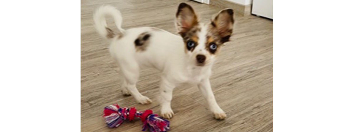 Ein kleiner Hund mit großen Ohren steht vor seinem Hundespielzeug.
