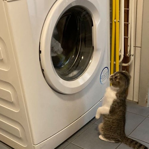 Die Katze der SMA-Patientin steht auf den Hinterpfoten und schaut neugierig in die laufende Waschmaschine.