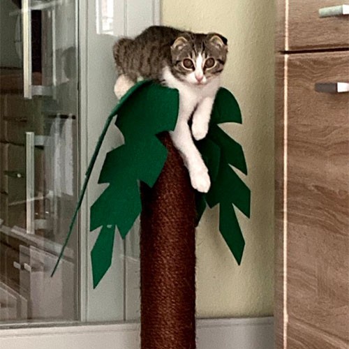 Die Katze der SMA-Patientin liegt auf einem Katzenbaum, der aussieht wie eine Palme.