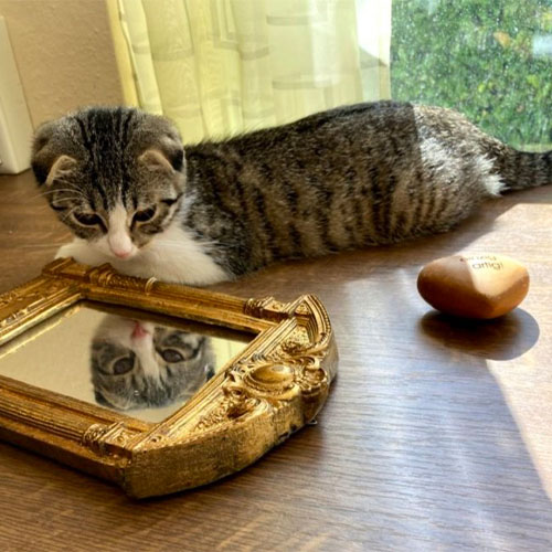 Die Katze der SMA-Patientin schaut sich selbst in einem Spiegel an.
