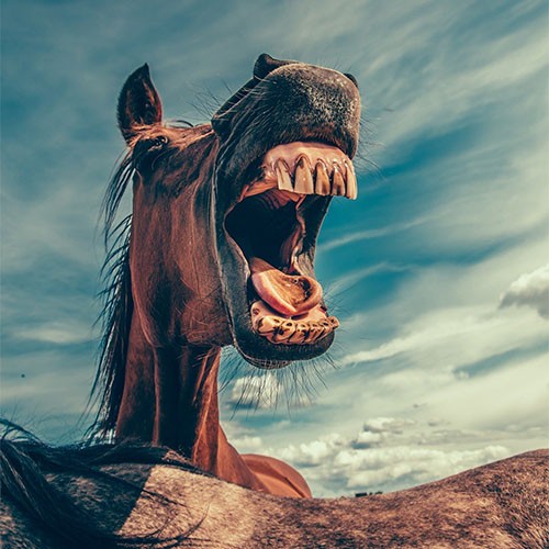 Lustiges Bild eines braunen Pferdes vor blauem Himmel. Das Pferd wiehert und sieht dabei aus, als würde es lachen.